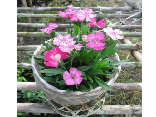 cam-nhung-huong