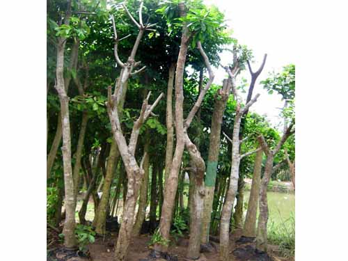 cay-loc-vung-cay-cong-trinh
