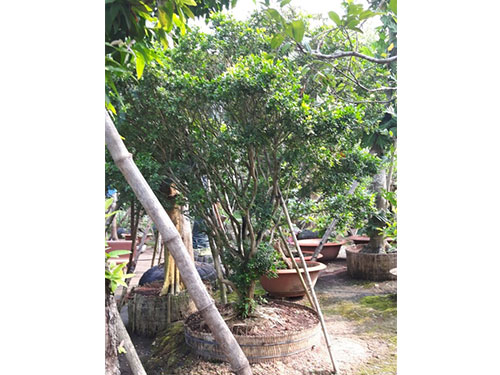 cay-nguyet-que