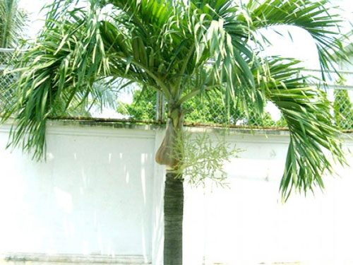 cay-cau-trang