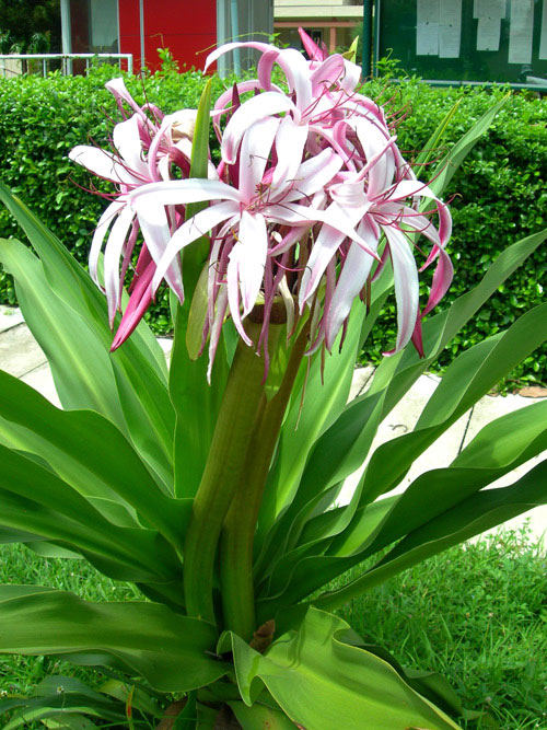 cay-dai-tuong-quan