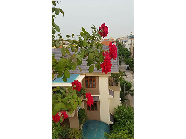 cay-hoa-hong-10
