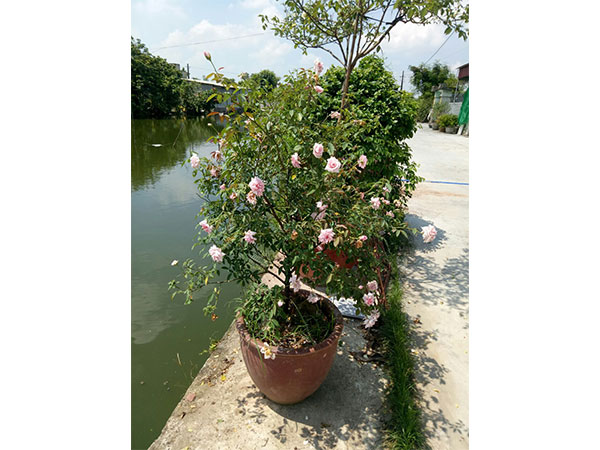 cay-hoa-hong-15