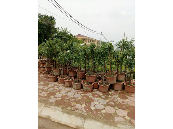 cay-hoa-hong-23