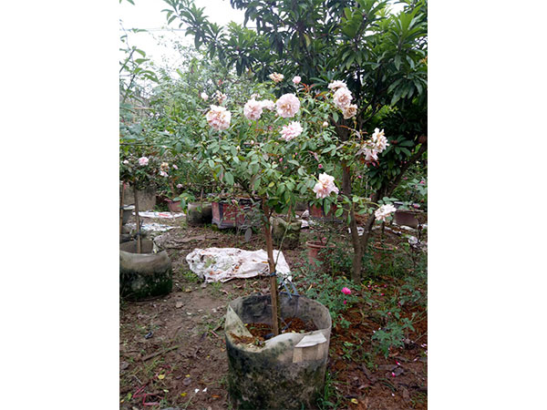 cay-hoa-hong-24