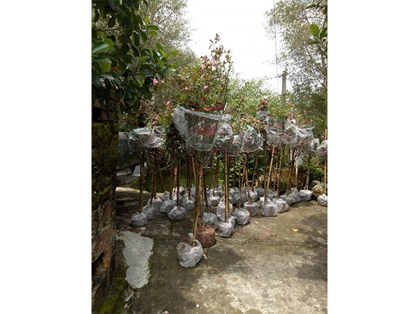 cay-hoa-hong-29