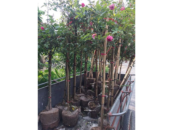 cay-hoa-hong-34