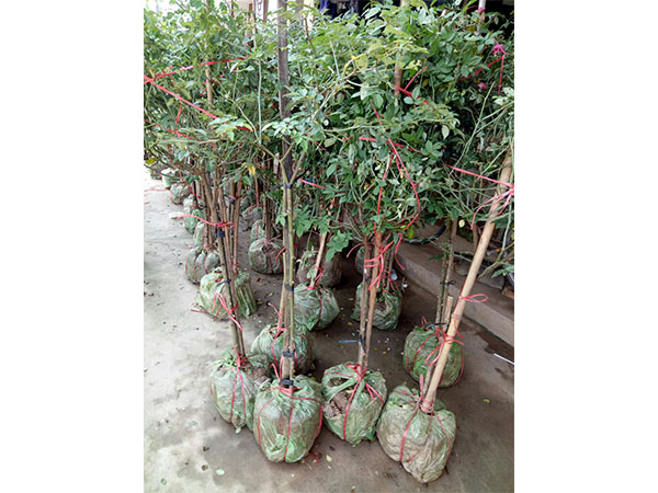 cay-hoa-hong-38