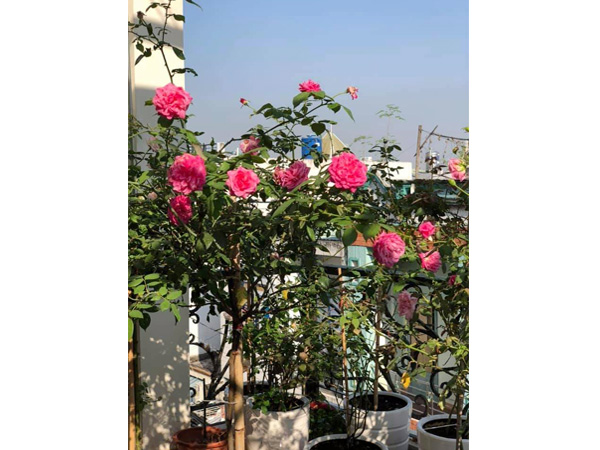 cay-hoa-hong-53