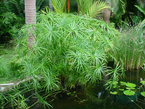 cay-thuy-truc