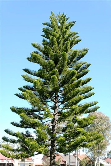 cay-tung-bach-tan