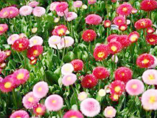 cuc-anh-mix
