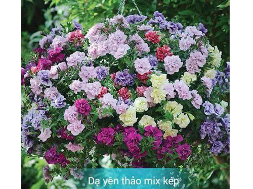 da-yen-thao-mix-kep