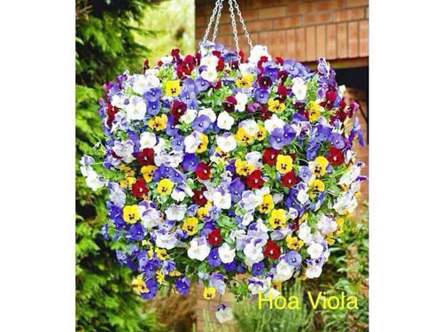 hoa-viola