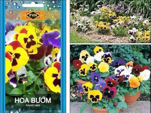 hoa-buom