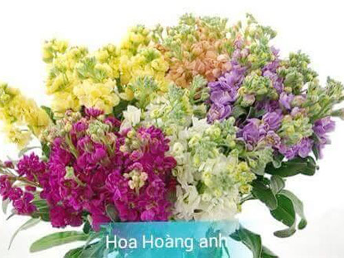 hoa-hoang-anh