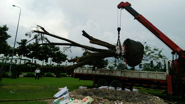 Thi công di dời cây nhà máy nhựa Phú Lâm - KCN Đại Đăng