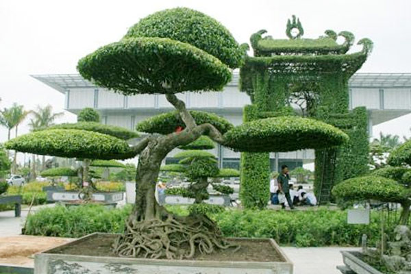 Kinh nghiệm chăm sóc cây cảnh
