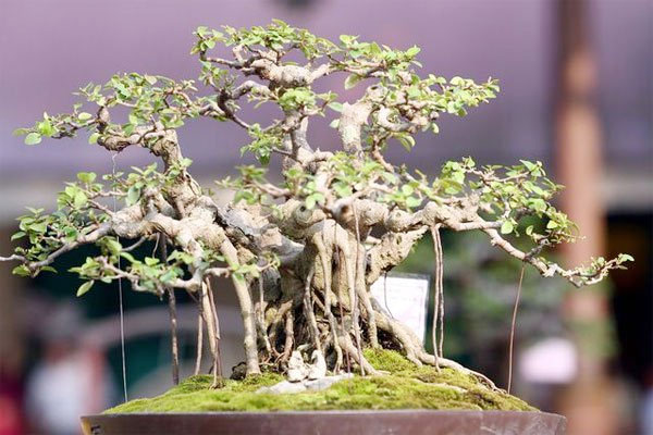 Kỹ thuật bón phân cho cây cảnh, hoa cảnh