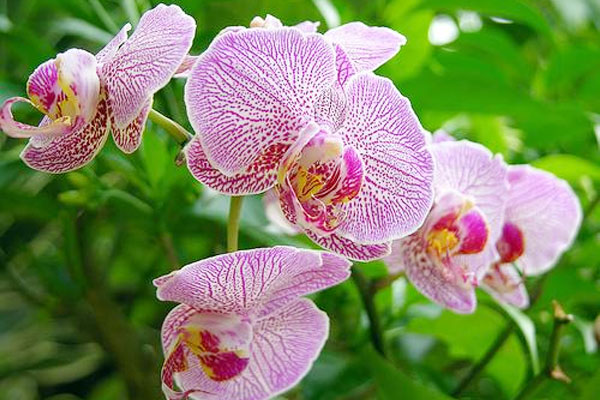 Trồng và chăm sóc hoa phong lan