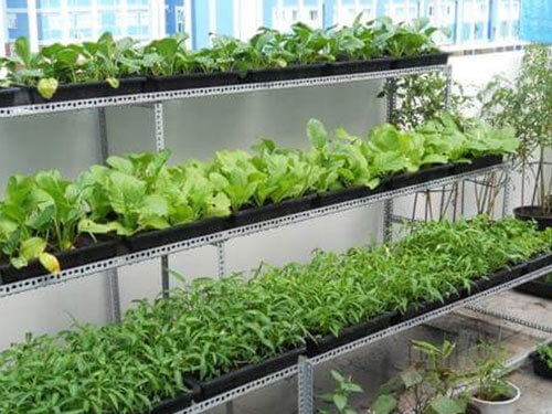 Thiết kế lắp đặt vườn rau sạch tại nhà